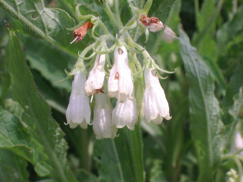 Symphytum tuberosum